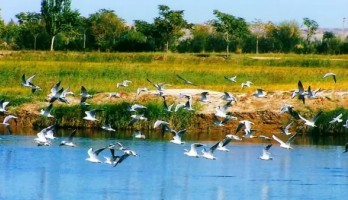 鳴翠湖觀鳥(niǎo)季，愛(ài)鳥(niǎo)人士 約 約 約！