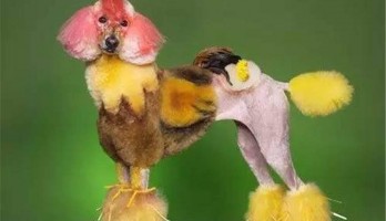 “最萌汪星人”全系列家養(yǎng)寵物狗大賽活動，期待您的加入。