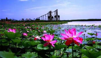 當“荷花節(jié)”遇上“燈光節(jié)”銀川人又有了一個避暑好去處！
