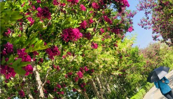 想和你在鳴翠湖的花海里走一走，看初夏繁花散盡也不停留。