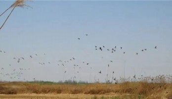 巨龍?zhí)ь^，百鳥鳴翠，靜待君至！寧夏和湖北居民，醫(yī)務(wù)人員福利多，還有優(yōu)惠年票可暢玩一整年！