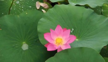 鳴翠湖夏日賞荷好去處！如詩如畫，美不勝收！